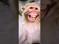 Download Lagu Funny Monkey Shorts | Monkey Smile WhatsApp status shorts | bandar Ki hasi #monkey