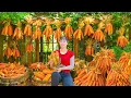 Download Lagu Harvest Corn and Use 3-Wheeled Vehicle to Transport to Farm as Livestock Feed Reserve