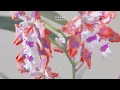 Kidnap - Woven