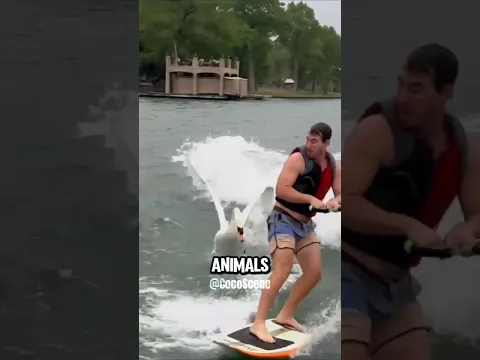 Animals One Wrong Move Can End Everything.