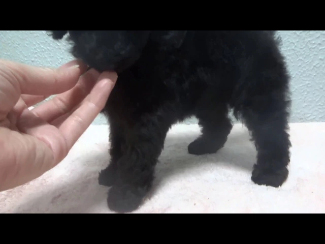 動画