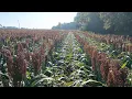 Download Lagu Sorghum