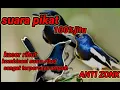 Download Lagu Suara pikat kombinasi kacer ribut