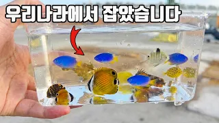 우리나라에서 뜰채로 이런게 막 잡힙니다 ㄷㄷ 올해 역대급이네요