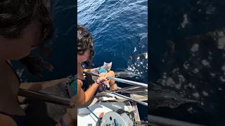 Our cat seeing dolphins for the first time #sailing #sailingtheworld #cat #cats