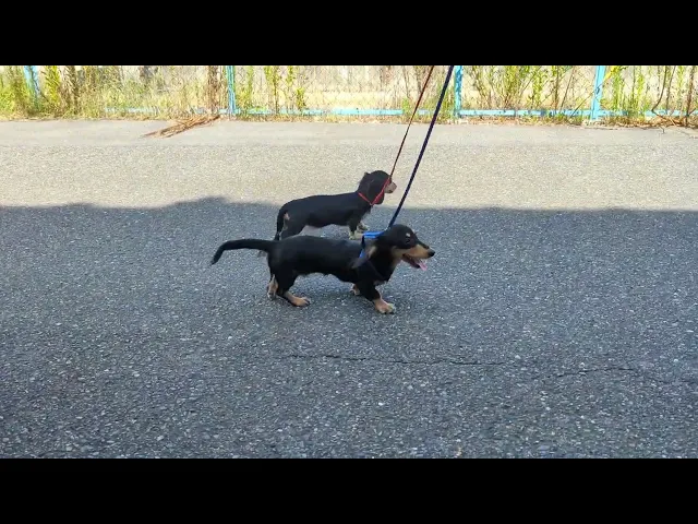 動画