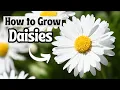 How to Grow Daisy Flowers From Seed