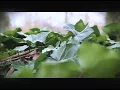 Tim Hecker - Black Refraction - Bonsai Mix (Music Video)