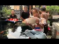 Download Lagu Berburu Ikan Koi di Dalam Kolam, Ada Banyak Ikan Koi Besar