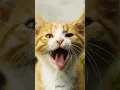 Download Lagu Kitten meowing loudly for mom🙀cat sound😻biraler dak #catsounds #meowing #meow #shorts #short #cat