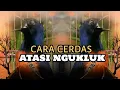 Lagu CARA AGAR MURAI BATU TAMPIL NGOTOT DAN BONGKAR ISIAN