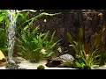 Relaxing Aquarium Fish Tank Sounds ~ NO MUSIC 🐟