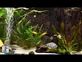 Download Lagu Relaxing Aquarium Fish Tank Sounds ~ NO MUSIC 🐟