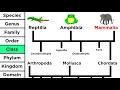 Phylogeny and the Tree of Life