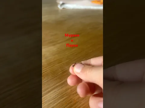Мурахи и пауки Северная Норвегия