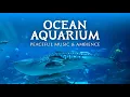 Download Lagu 🦈 Ocean Aquarium | Underwater Ambience with Peaceful Music for Study, Sleep, and Relaxing