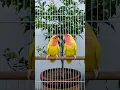 Beautiful Lutino Lovebirds Pair 😍 #lutinolovebirds #lutino #lovebird #lovebirds #birds #birdsounds
