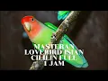 Lagu Masteran Lovebird Fighter Isian Cililin Full 1 Jam !!! @duniaburungdottv
