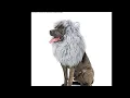 Onmygogo Lion Mane Wig for Dogs - Best Buy