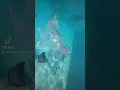 Download Lagu Ariel live action mermaid tail silicone