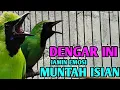 Download Lagu Cucak ijo gacor WWDGK 200 COCOK BUAT PANCINGAN BIAR BONGKAR MATERI