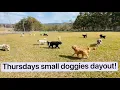 Download Lagu Get ready to join the most side-splittingly funny canine crew 🐕 on an exhuberant escapade! 