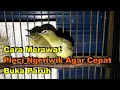 Lagu Cara Merawat Pleci Ngeriwik Agar Cepat Buka Paruh