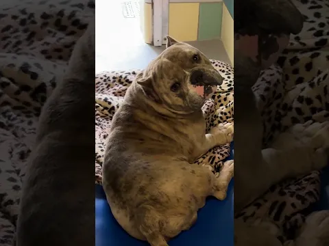 He was labeled 'AGGRESSIVE'...then this happened 🥹