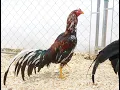 Wahl Asil Aseel Cobra Asil Pure blooded Bachelor pen
