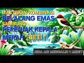 Download Lagu Masteran Belalang Emas Sambung Burung Prenjak Kepala Merah \