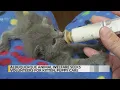 Albuquerque Animal Welfare Department in need of volunteers for kitten puppy caregivers team