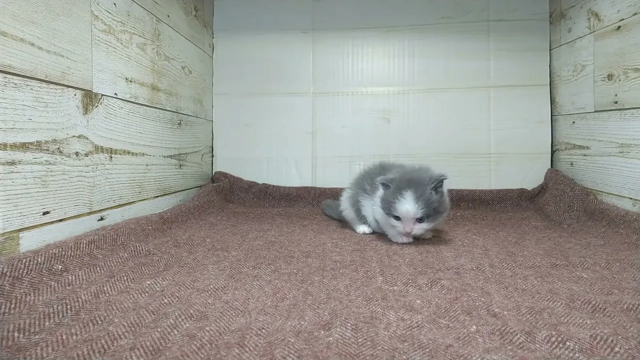 動画