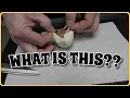 What Do We Have Here Ball Python Egg Cutting