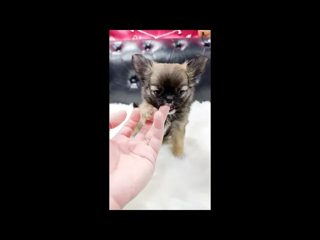 動画
