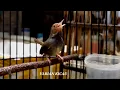 Download Lagu GACORNYA GAK KETULUNGAN,SALING SAUT DI TEMPEL PRENJAK BETINA,PRENJAK JANTAN GACOR