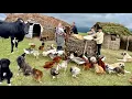 Download Lagu Amazing Mountain Cooking – Fire-Pit Feast \u0026 Homemade Organic Cheese