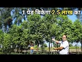 Download Lagu चंदन की खेती करेगी मालामाल | White Sandalwood | Sandalwood Tree Farming