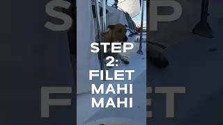 3 Steps: How we feed our dogs living on a sailboat 🐕🙌🏼