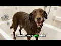 How to use Flea and Tick for dogs