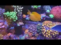 Lagu Mili Reef Tank [Cover Song] - It's Only Me by. Kaleb J