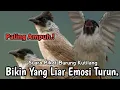 Download Lagu PALING AMPUH,‼️ SUARA PIKAT KUTILANG LIAR SUPER GACOR...