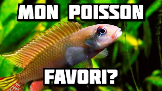 Download Mon Poisson Favori #1: Nanochromis Parilus MP3