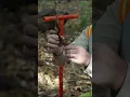 Tree seedling planting instructions