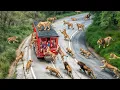 Download Lagu Incredible Safari Moments Caught on Camera