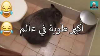 اكبر طوبة في عالم دندنها