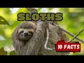 10 Fascinating Sloth Facts for Kids Nature s Slowest Superstar