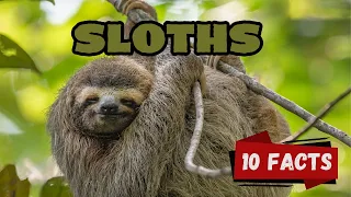 10 Fascinating Sloth Facts for Kids Nature s Slowest Superstar
