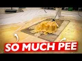 Pee Hard Pee Soaked Rug Cleaning with a Vengeance Satisfying ASMR Carpet Cleaning