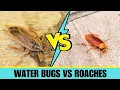 Water Bugs vs Roaches What s the Difference How to Eliminate Them FAST