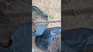 زراعة النبق التفاحي 